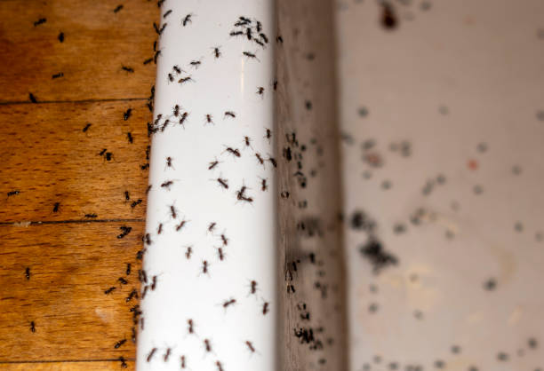 Best Pest Prevention Services  in Hortonville, WI